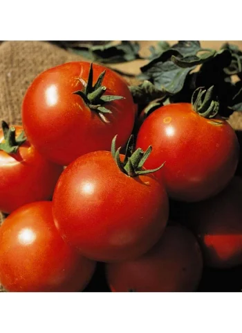 Семена томат Дачник