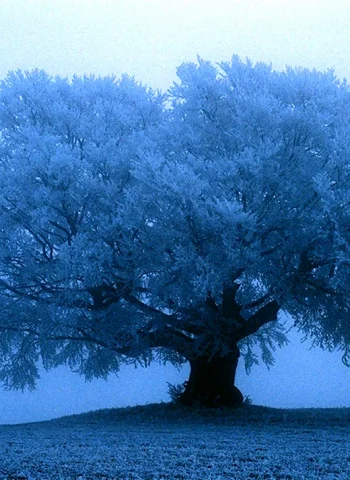 Синее дерево