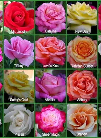 Сорта голландских и эквадорских роз