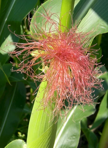 Соцветие кукурузы