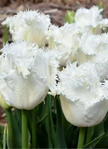 Тюльпан бахромчатый ханимун белый