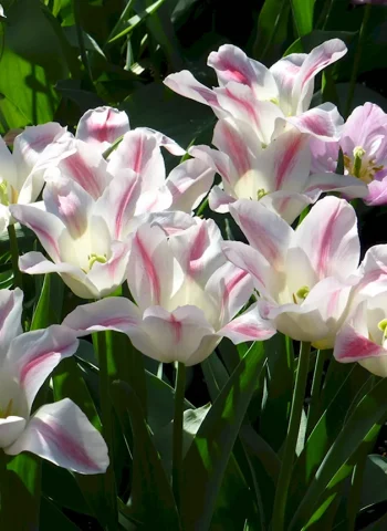 Тюльпан лилиецветный Холланд Шик