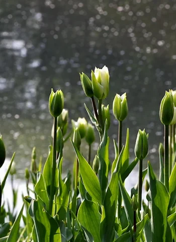 Тюльпан Spring Green