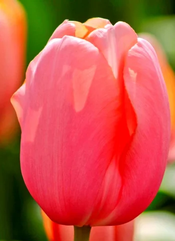 Тюльпан Tulipa Menton
