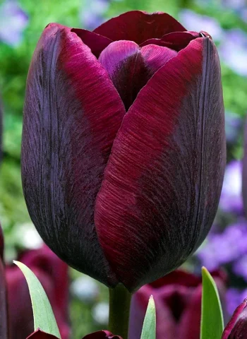 Тюльпан Tulipa Ronaldo