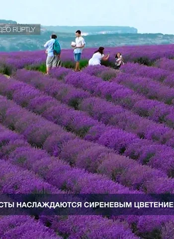 Тургеневка Крым Лавандовые поля 2021