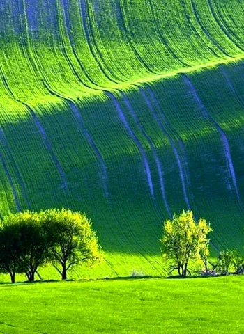 Зелёные поля Моравии Чехия